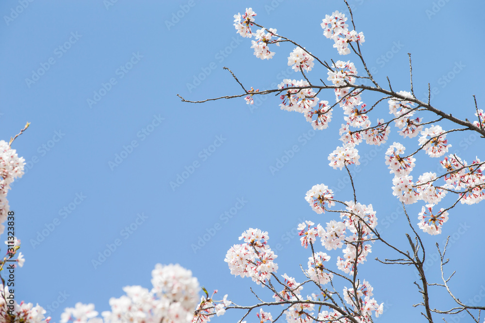 Sky and cherry blossoms. Cherry blossoms in full bloom.Beautiful cherry blossoms. Sky and cherry blossoms. Cherry blossoms in full bloom.Beautiful cherry blossoms.