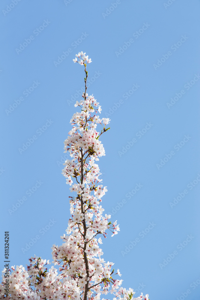 Sky and cherry blossoms. Cherry blossoms in full bloom.Beautiful cherry blossoms. Sky and cherry blossoms. Cherry blossoms in full bloom.Beautiful cherry blossoms.