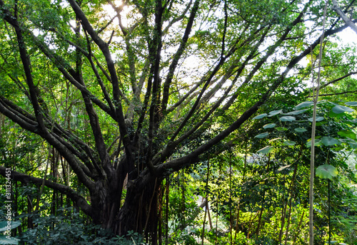 tree in forest