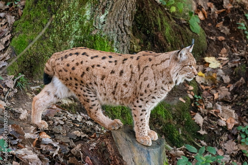 Lynx standing on a fallen tree trunk 