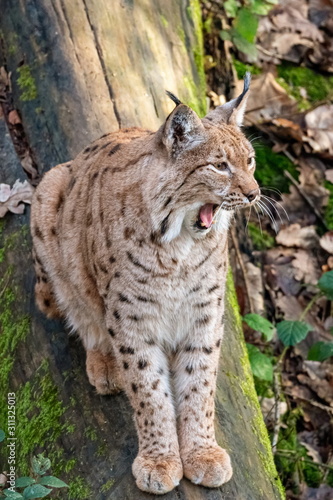 Lynx sitting on a fallen tree trunk yawning