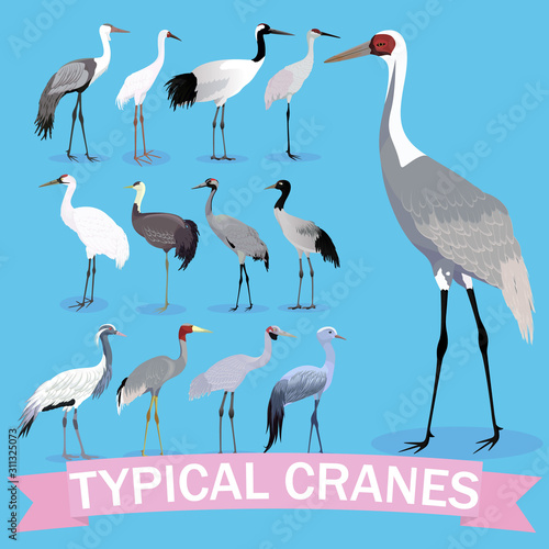 Typical cranes set cartoon. Vector cartoon birds.