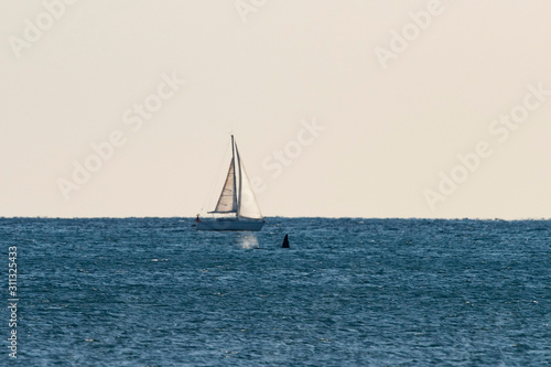 orca killer whale in mediterranean sea  near sailship coming from Iceland