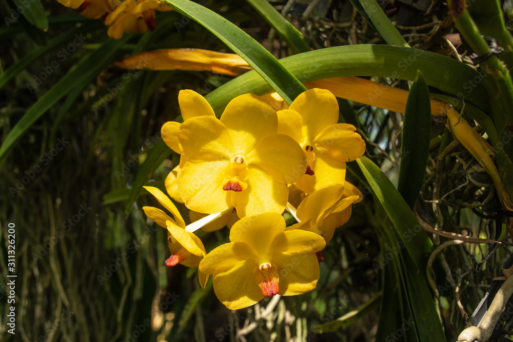 Fototapeta premium Beautiful yellow orchid named Vanda family within the flower garden in Ratchaburi Province of Thailand