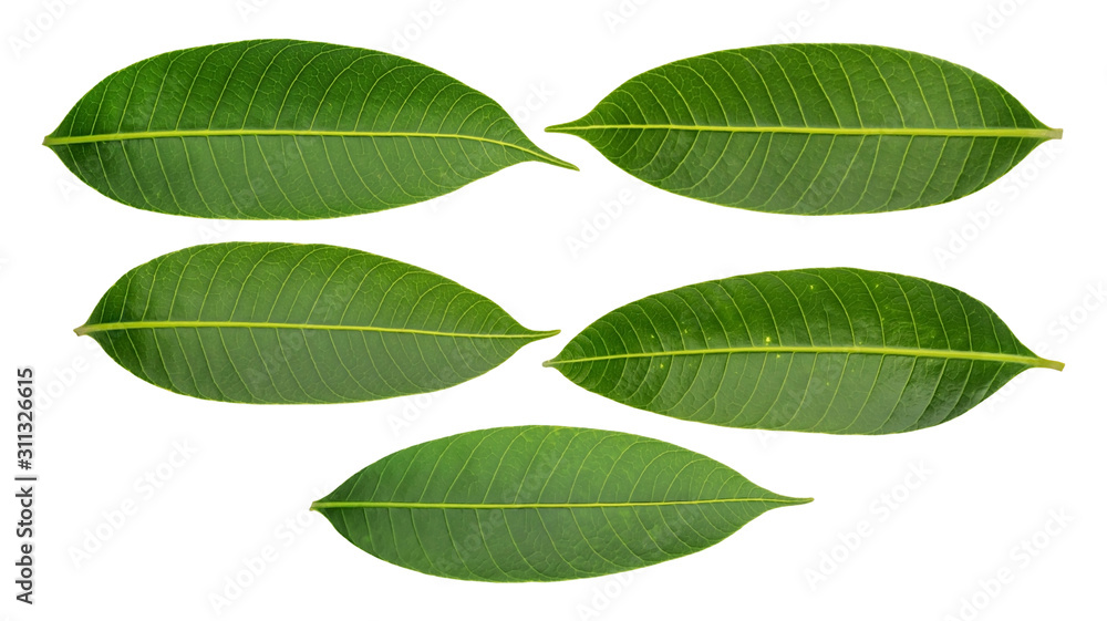 Fototapeta premium Green Marian Plum leaves on a white background.