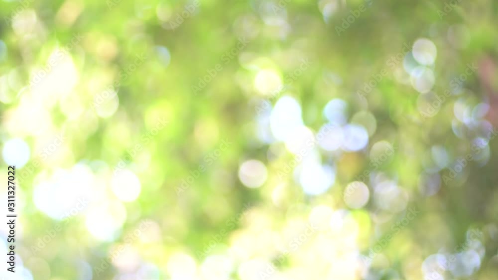 Bokeh blurred background, Green tree out focus as bokeh background. Bokeh blurred background, Green tree out focus as bokeh background.