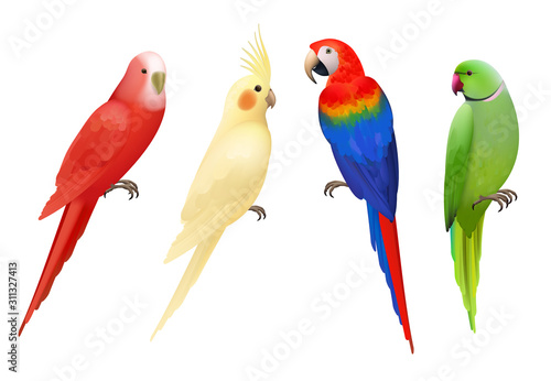 Parrots. Tropical colorful exotic birds macaws nature animals vector realistic parrots collection. Realistic bird parrot, colorful animal fauna illustration