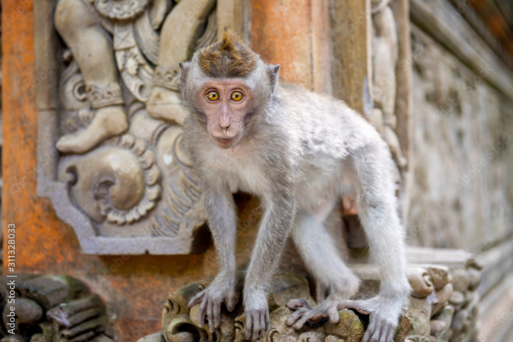 Balinese long-tailed monkey kid (Macaca Fascicularis) on Monkey Forest, Ubud