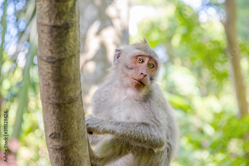 Balinese long-tailed monkey (Macaca Fascicularis) eats the fruits on Monkey Forest, Ubud © Leo Lintang