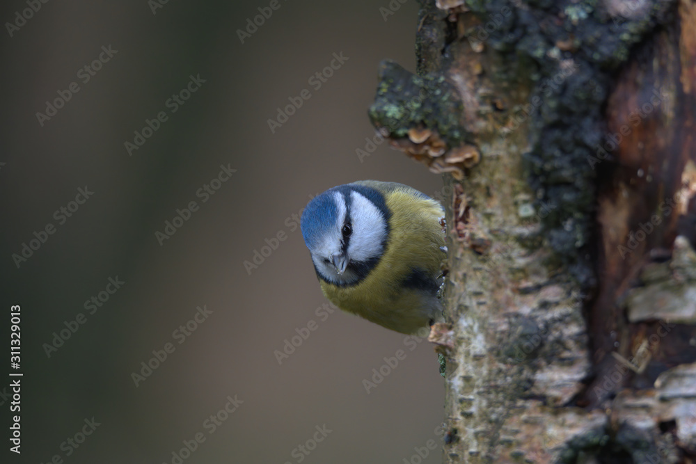 Eurasian blue tit , Cyanistes caeruleus Eurasian blue tit , Cyanistes caeruleus
