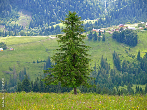 Single, lonely standing spruce high in green mountains. Picturesque summer mountain landscape with Spruce (Picea abies) forest in the Eastern Carpathians, Ukraine