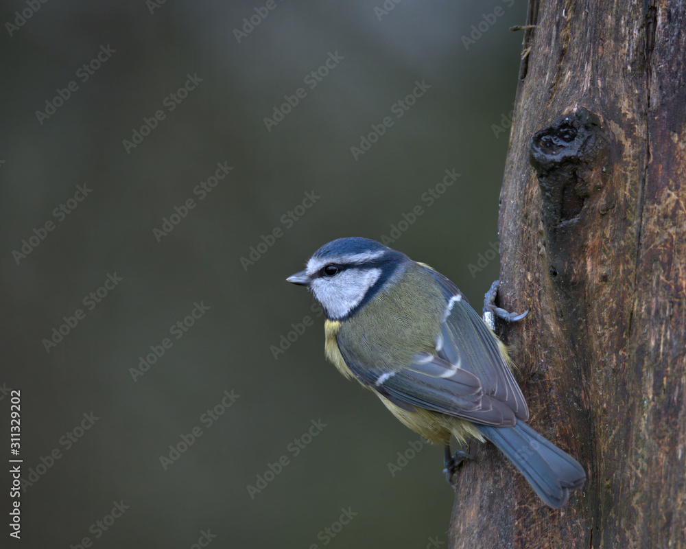 Naklejka premium Eurasian blue tit , Cyanistes caeruleus