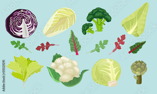 Cabbages. Green natural healthy food for vegetarians harvester spring products vector cartoon illustrations. Cauliflower and cabbage, salad natural organic