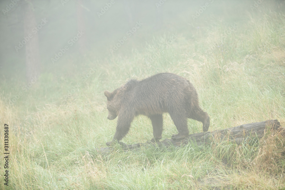 Brown bear walking in the fog.