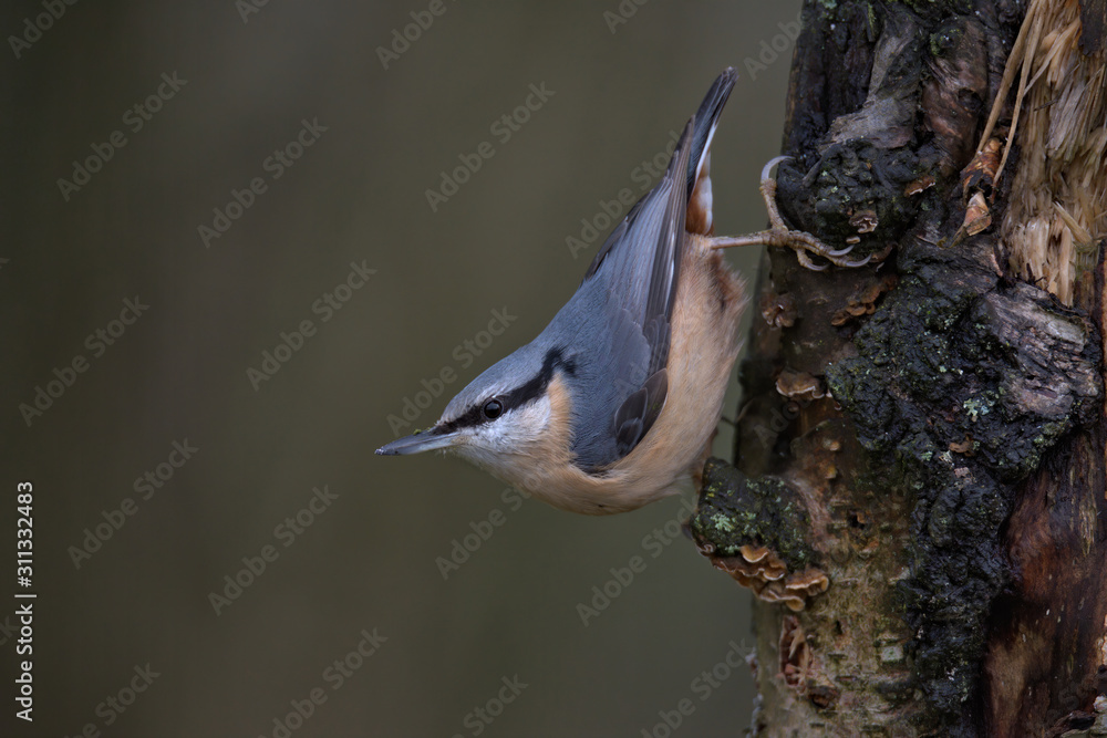 Woodland birds , Eurasian nuthatch ,Sitta europaea. Woodland birds , Eurasian nuthatch ,Sitta europaea.