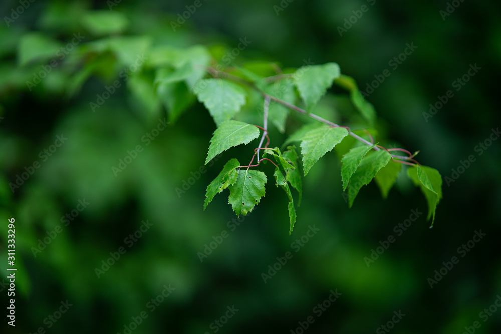 green leaves of tree green leaves of tree