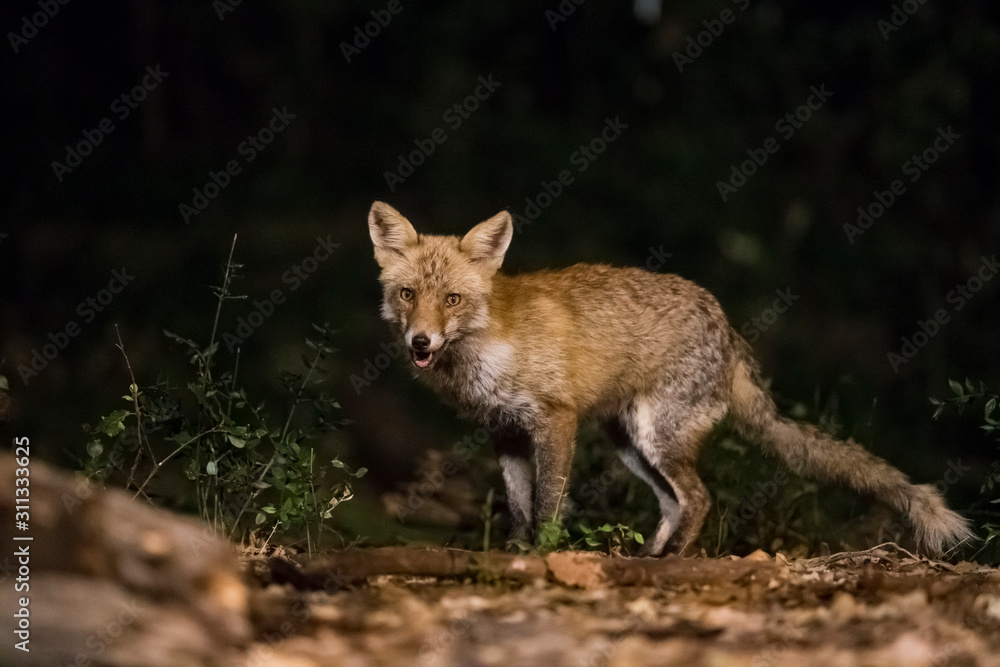 Fox in the forest at night.