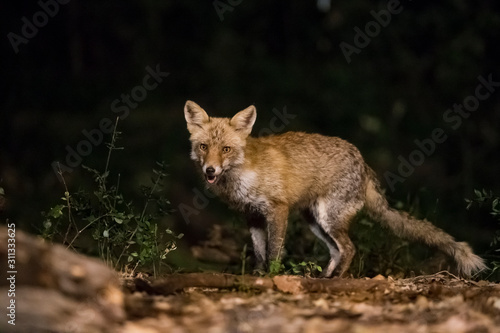 Fox in the forest at night. © DaniRodri