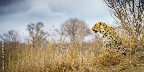 leopard in kruger national park, mpumalanga, south africa 60