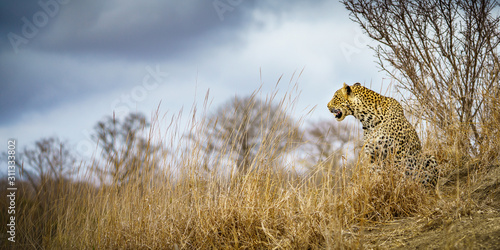 leopard in kruger national park, mpumalanga, south africa 96 photo