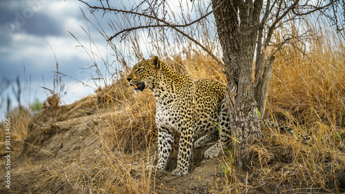 leopard in kruger national park, mpumalanga, south africa 133