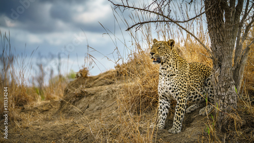 leopard in kruger national park, mpumalanga, south africa 162 photo