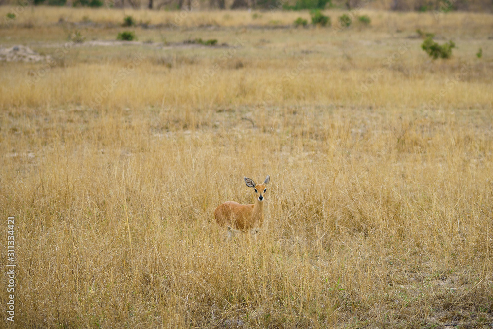 impala in kruger national park, mpumalanga, south africa