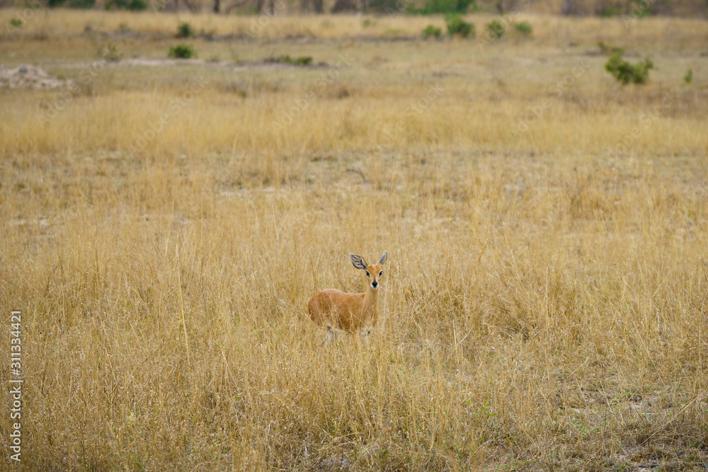 impala in kruger national park, mpumalanga, south africa impala in kruger national park, mpumalanga, south africa