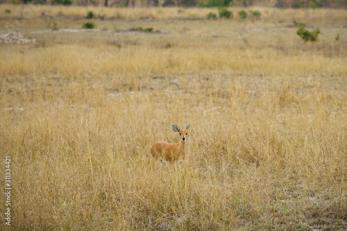 impala in kruger national park  mpumalanga  south africa