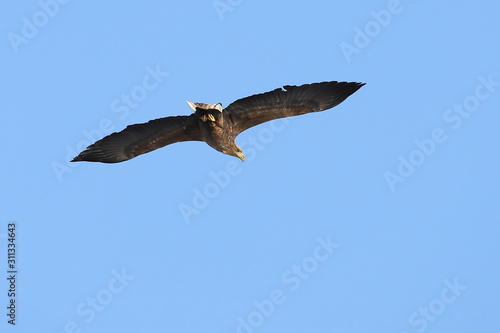 Eagle flying on blue sky background. White-tailed eagle (Haliaeetus albicilla) hunting in natural habitat. Bird of prey looking for prey.