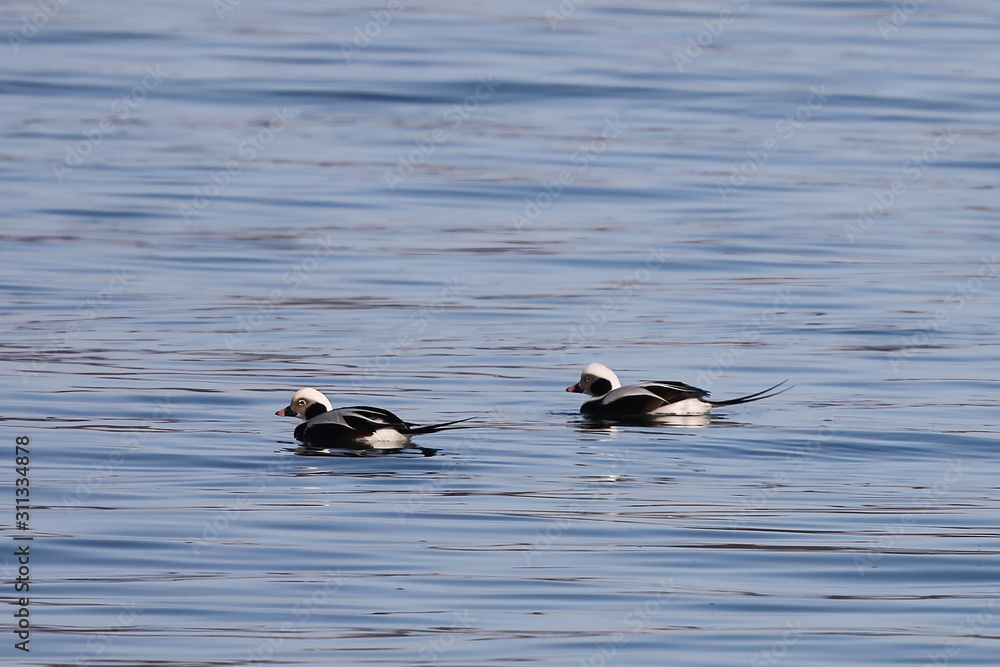 Long-tailed ducks (Clangula hyemalis), or oldsquaw duck swimming on calm blue sea water. Wild males seabird in winter plumage. Long-tailed ducks (Clangula hyemalis), or oldsquaw duck swimming on calm blue sea water. Wild males seabird in winter plumage.