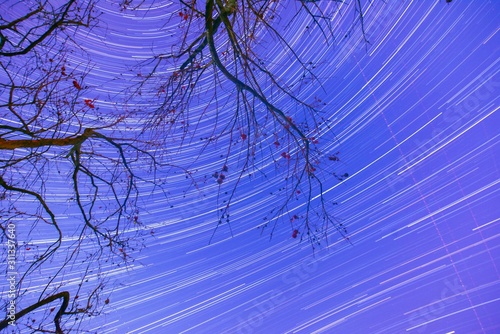 Star trails and the twig silhouette photo