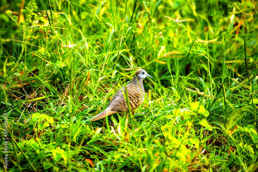 Zebra Dove stood his ground and looked forward with hope to find food Zebra Dove stood his ground and looked forward with hope to find food