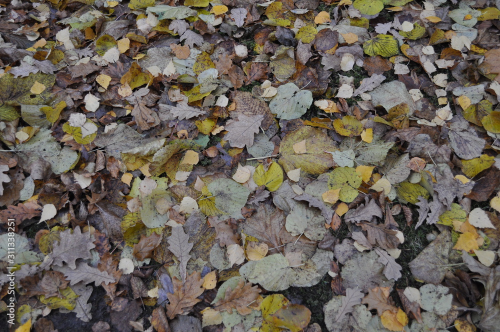 beautiful texture of fallen autumn cannons of different shapes and colors beautiful texture of fallen autumn cannons of different shapes and colors
