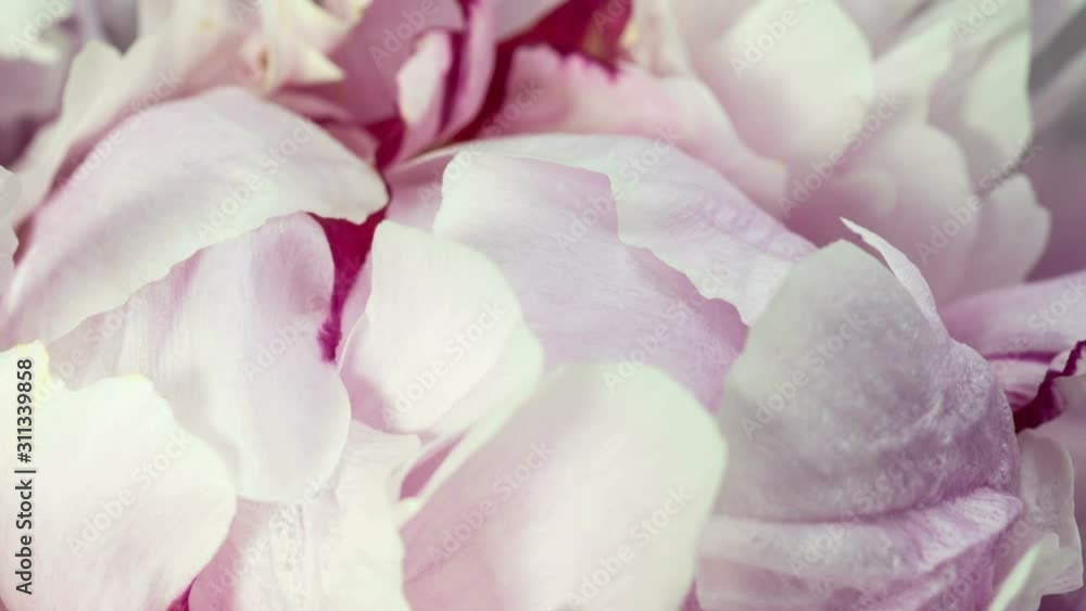 Beautiful pink Peony background. Blooming peony flower open, time lapse, close-up. Wedding backdrop, Valentine's Day concept. 4K UHD video timelapse Beautiful pink Peony background. Blooming peony flower open, time lapse, close-up. Wedding backdrop, Valentine's Day concept. 4K UHD video timelapse