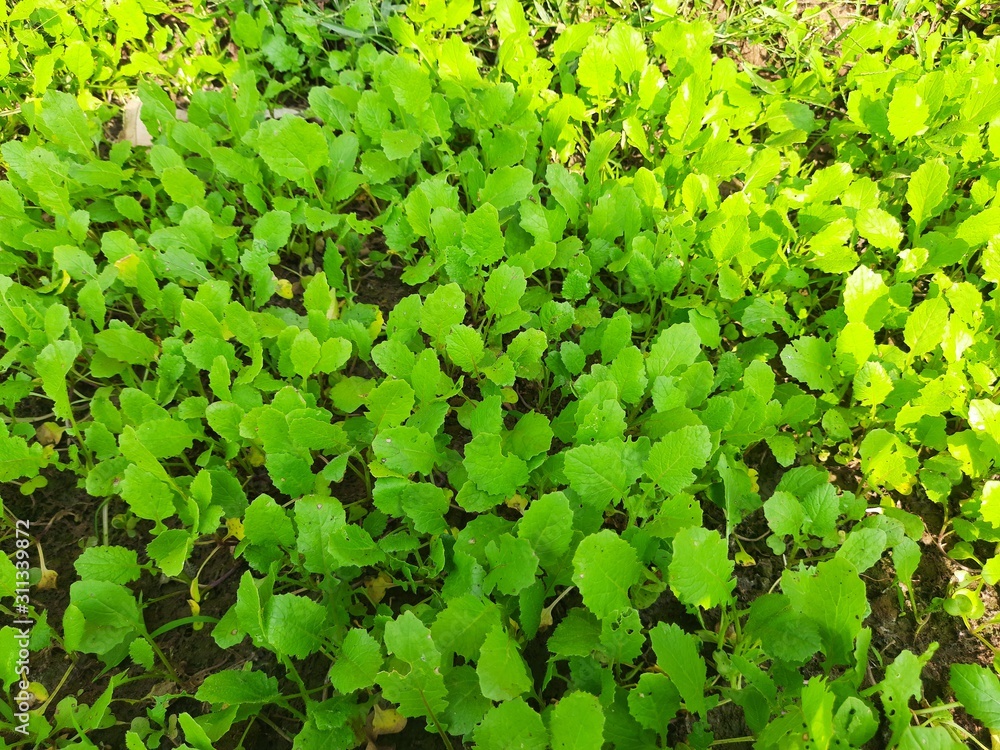 The mustard plant is a plant species in the genera Brassica and Sinapis