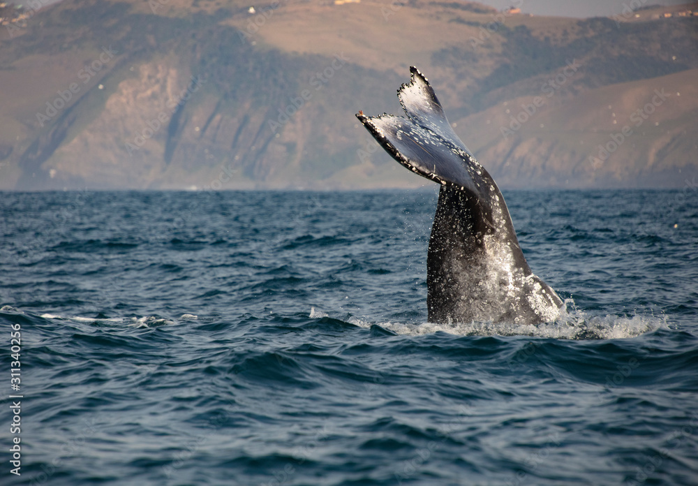 Fototapeta premium whales tail