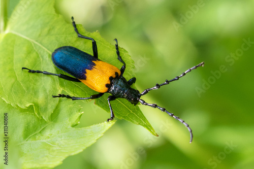 Fotografi Beautiful blue and yellow elderberry borer insect close up
