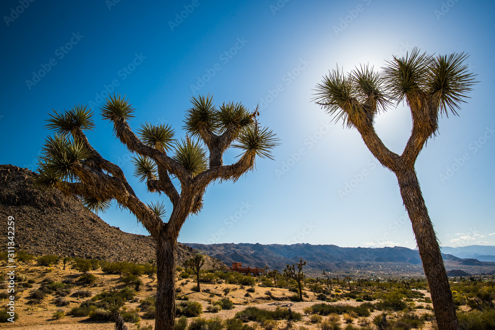 Two Joshua Tree plants (Yucca Brevifolia) and landscape in Joshua Tree National Park, California, USA on summer day at late afternoon light.