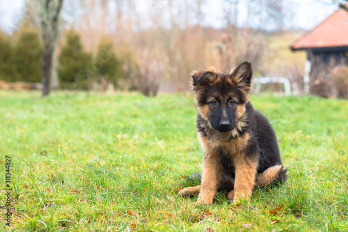 A puppy sitting in the grass outside © Filip