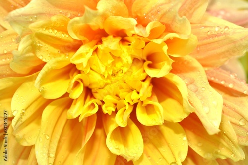 Single yellow flower © Dharshani