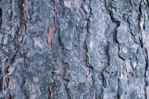 Old bark macro