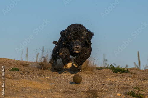 portugal water dog is running for ball. He wants ball. Autumn photoshooting in Prague.