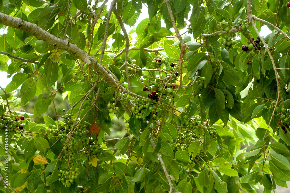 Fototapeta premium Sweet fruits found in the jungle