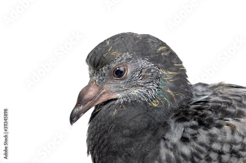 pigeon