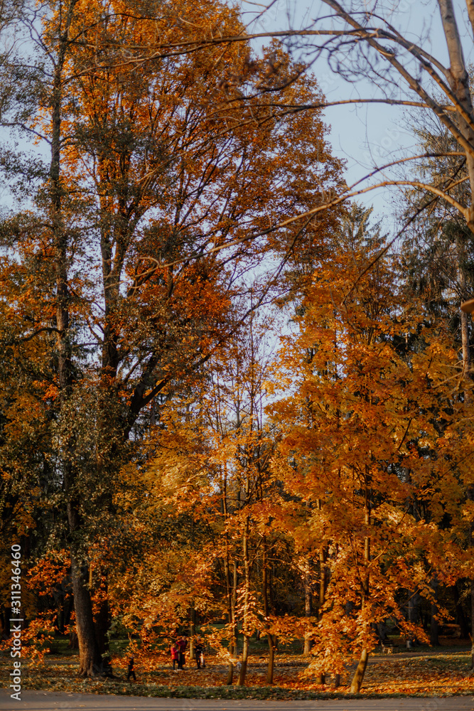 Patch in Park at Autumn Sunset