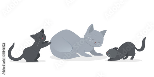 Cute grey and white cats in different position. Funny kitten play