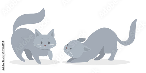 Cute grey and white cats in different position. Funny kitten play