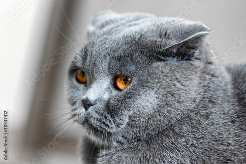 Cat Lilac coloured adult Scottish Fold orange eyes and forward-folded ears