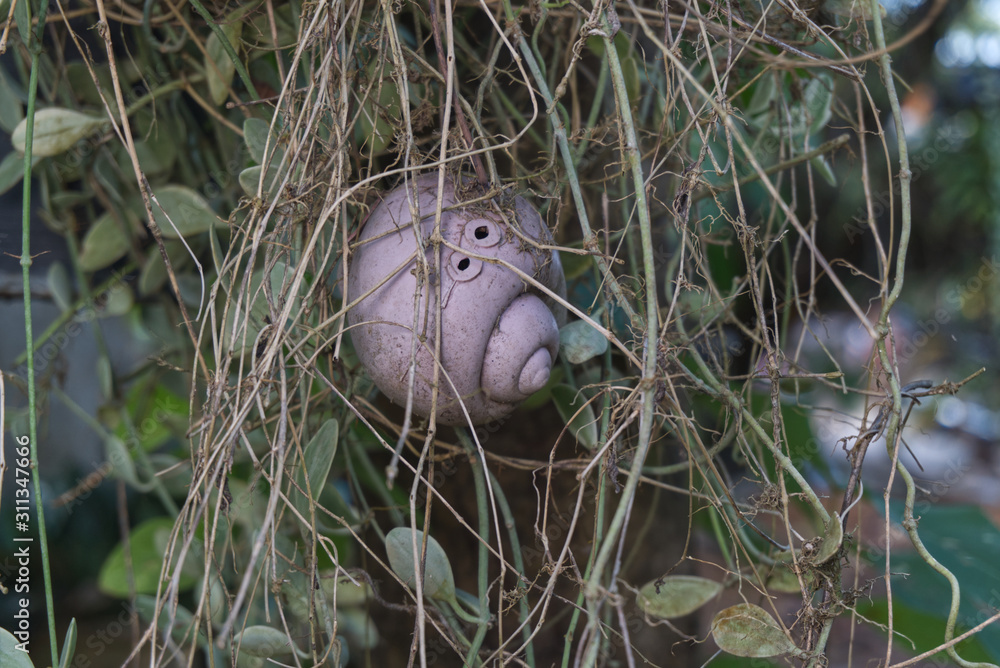 Obraz premium shell hung with a tree.